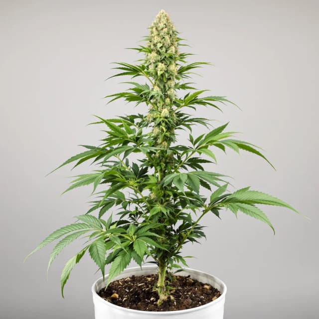 Emballage de graines de cannabis Mendo Breath — Royal King Seeds France