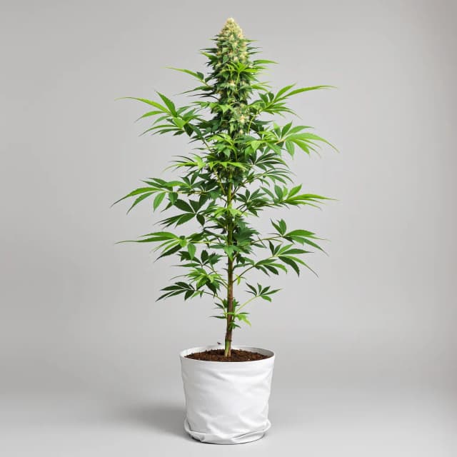 Emballage de graines de cannabis Midnight — Royal King Seeds France