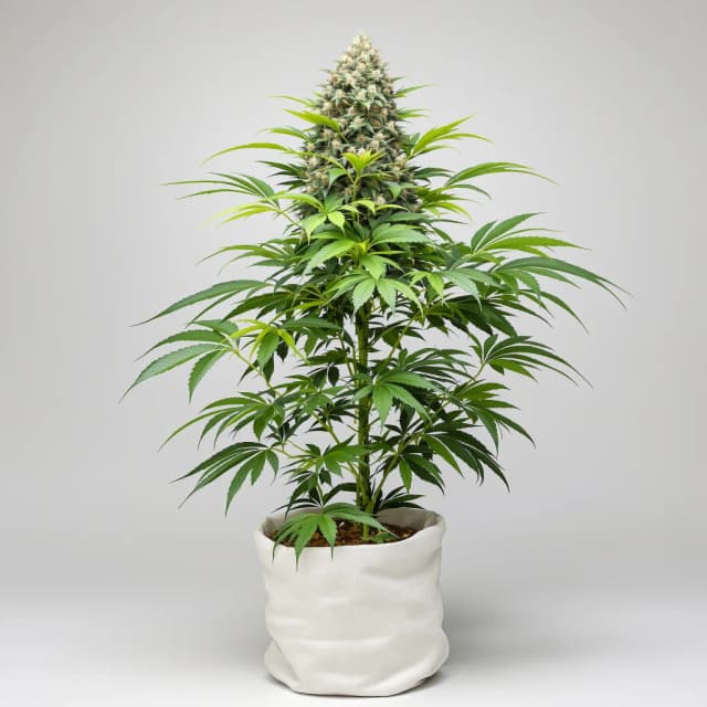 Emballage de graines de cannabis Milky Way — Royal King Seeds France