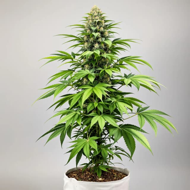 Emballage de graines de cannabis Mimosa — Royal King Seeds France