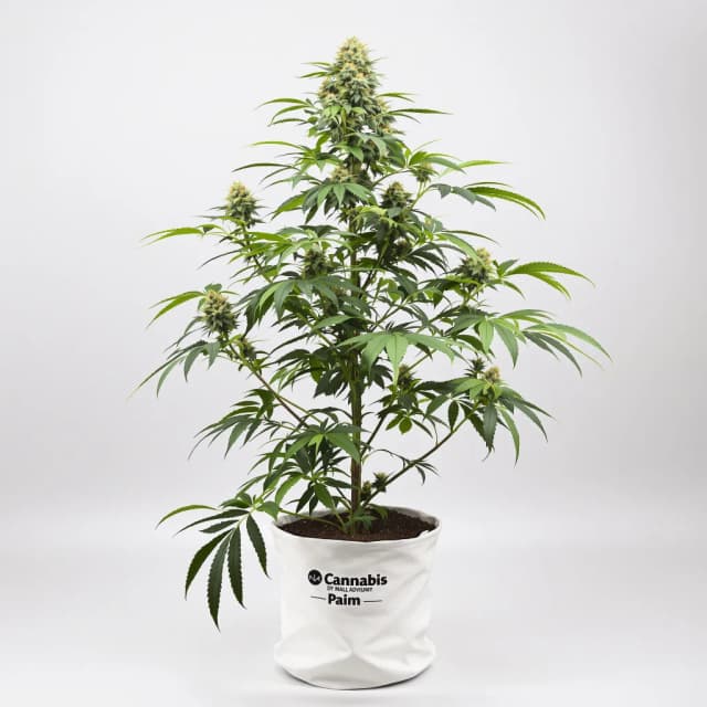 Emballage de graines de cannabis Mint — Royal King Seeds France