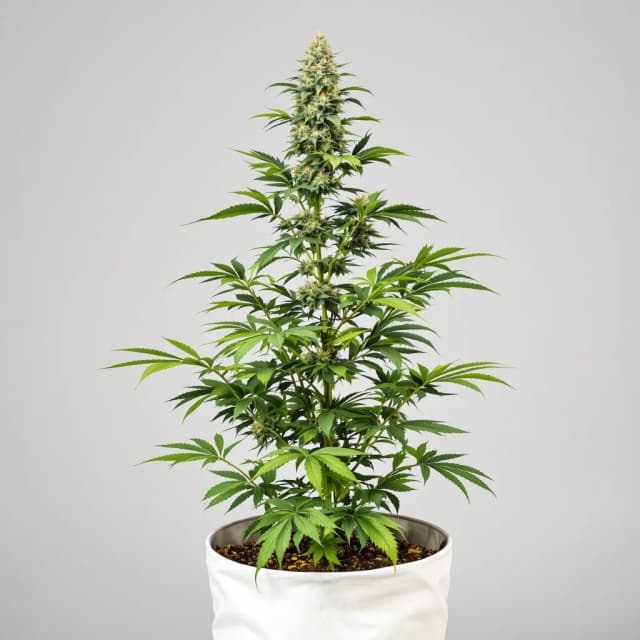 Emballage de graines de cannabis Misty Kush — Royal King Seeds France