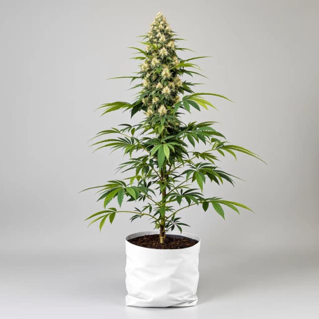 Emballage de graines de cannabis MK Ultra — Royal King Seeds France