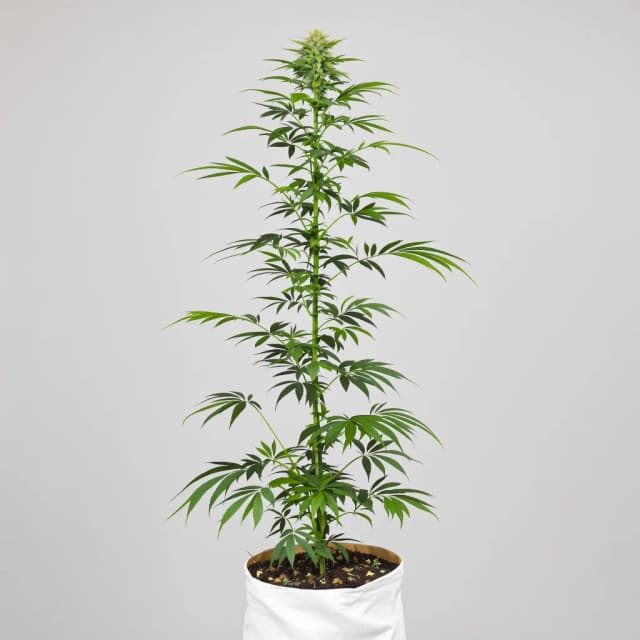 Emballage de graines de cannabis Moby Dick — Royal King Seeds France