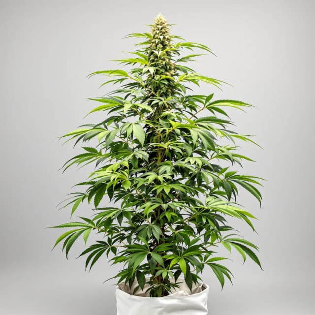 Emballage de graines de cannabis Montana Silvertip — Royal King Seeds France