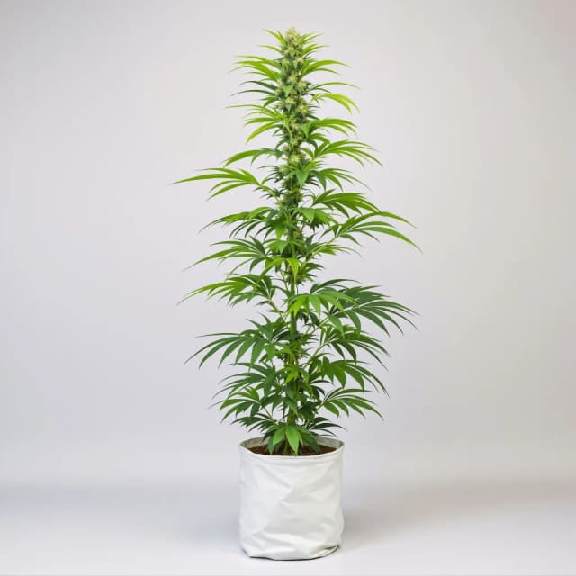 Emballage de graines de cannabis Moonshine Haze — Royal King Seeds France