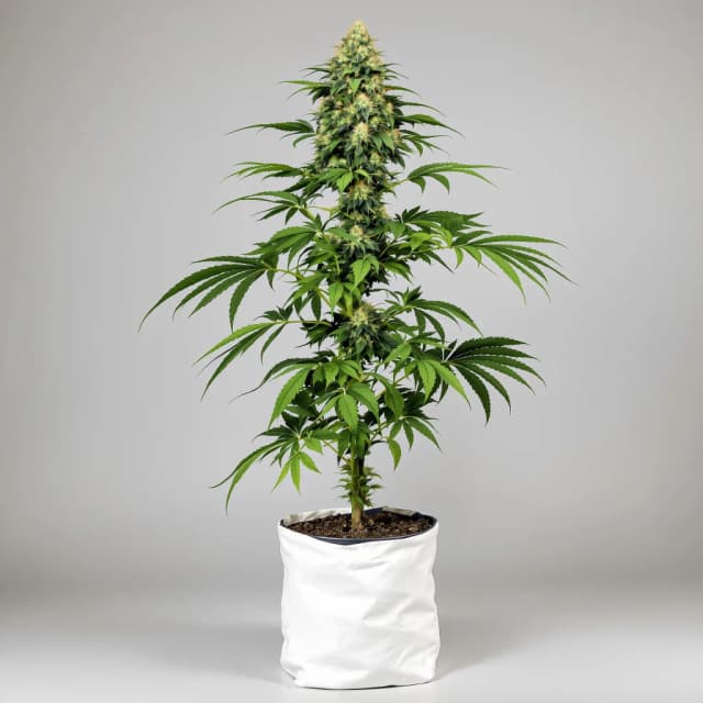 Emballage de graines de cannabis Motavation — Royal King Seeds France