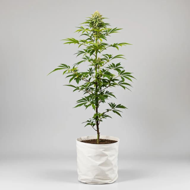 Emballage de graines de cannabis Nebula — Royal King Seeds France