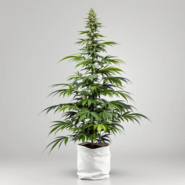 Emballage de graines de cannabis Neptune Kush — Royal King Seeds France