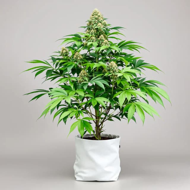 Emballage de graines de cannabis New Glue — Royal King Seeds France