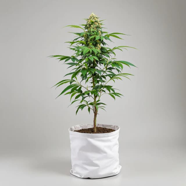 Emballage de graines de cannabis Nicole Kush — Royal King Seeds France