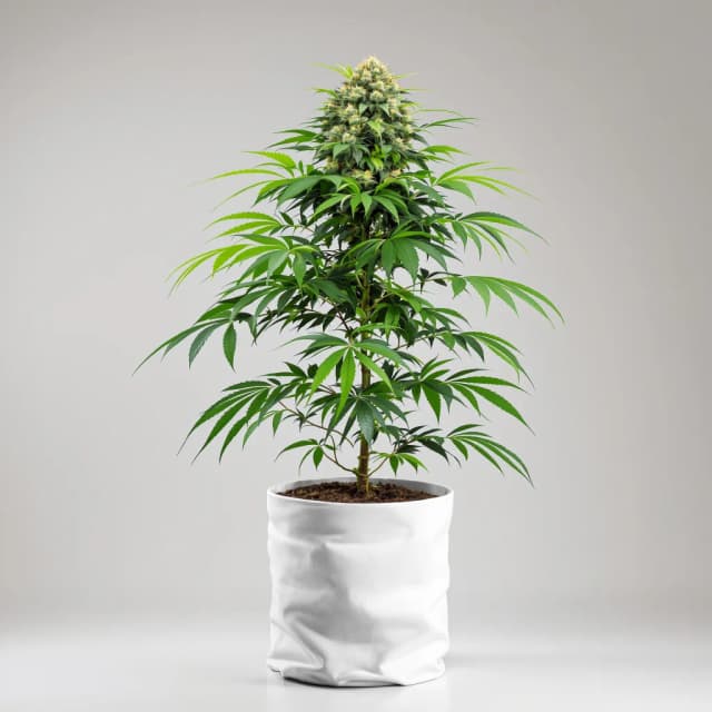 Emballage de graines de cannabis Northern Lights — Royal King Seeds France