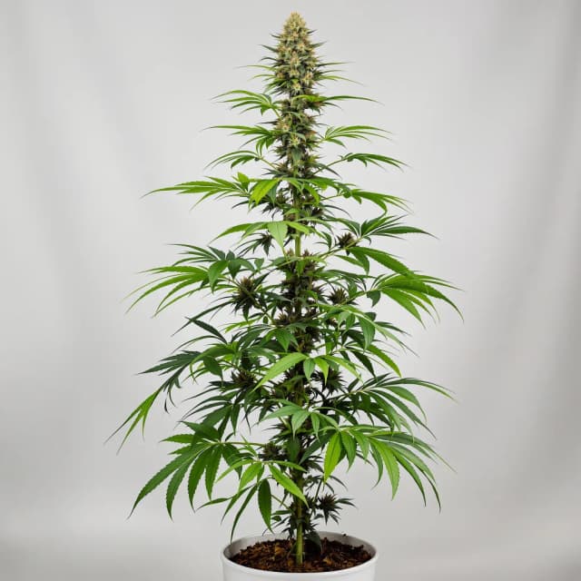 Emballage de graines de cannabis NYC Sour Diesel — Royal King Seeds France