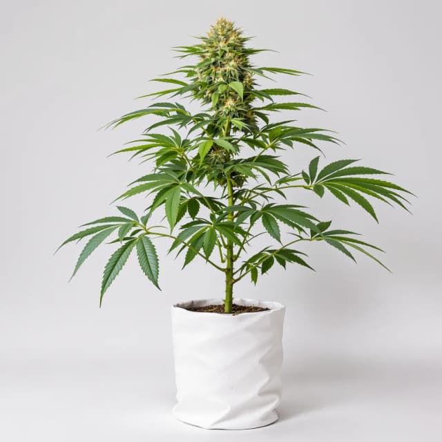 Emballage de graines de cannabis Obama Kush — Royal King Seeds France