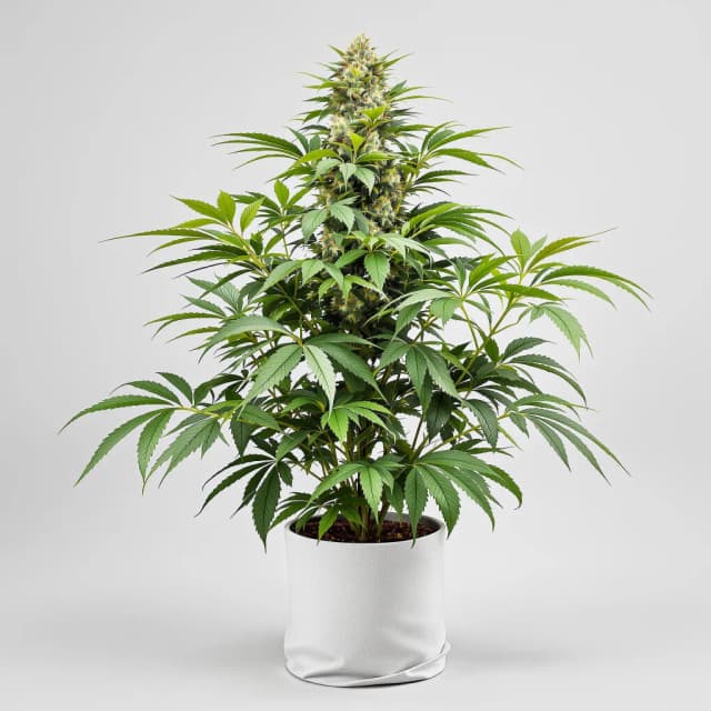 Emballage de graines de cannabis Obama Kush — Royal King Seeds France