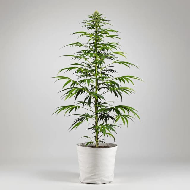 Emballage de graines de cannabis OG #18 — Royal King Seeds France