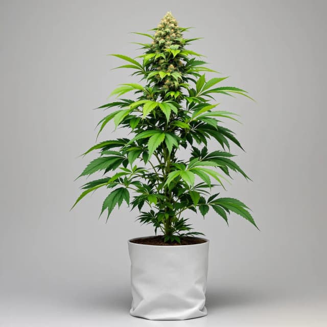 Emballage de graines de cannabis OG Los Angeles Kush — Royal King Seeds France