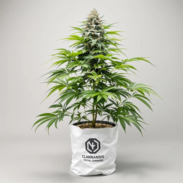 Emballage de graines de cannabis OG's Pearl — Royal King Seeds France