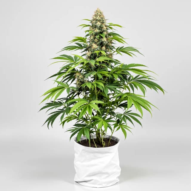 Emballage de graines de cannabis Ogre Berry — Royal King Seeds France