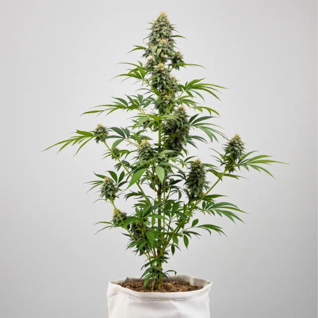 Emballage de graines de cannabis Ogre — Royal King Seeds France