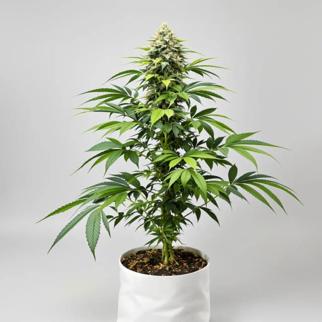 Emballage de graines de cannabis Old School OG — Royal King Seeds France