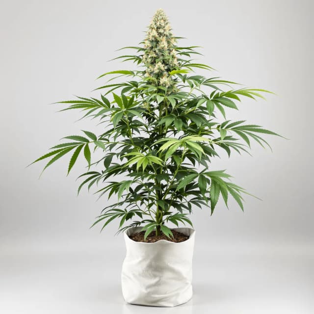 Emballage de graines de cannabis Orange Kush Cake — Royal King Seeds France