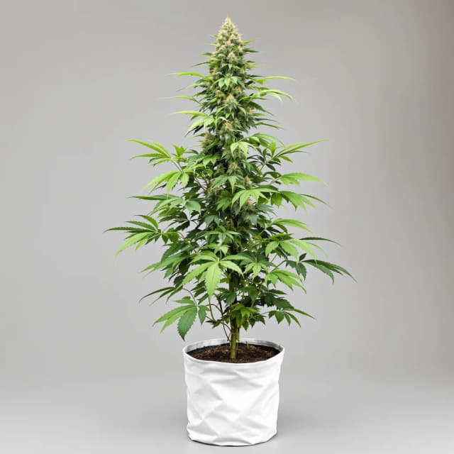 Emballage de graines de cannabis Orange Kush — Royal King Seeds France