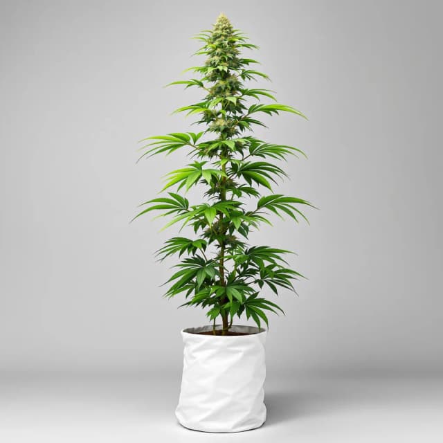 Emballage de graines de cannabis Orange Skunk — Royal King Seeds France