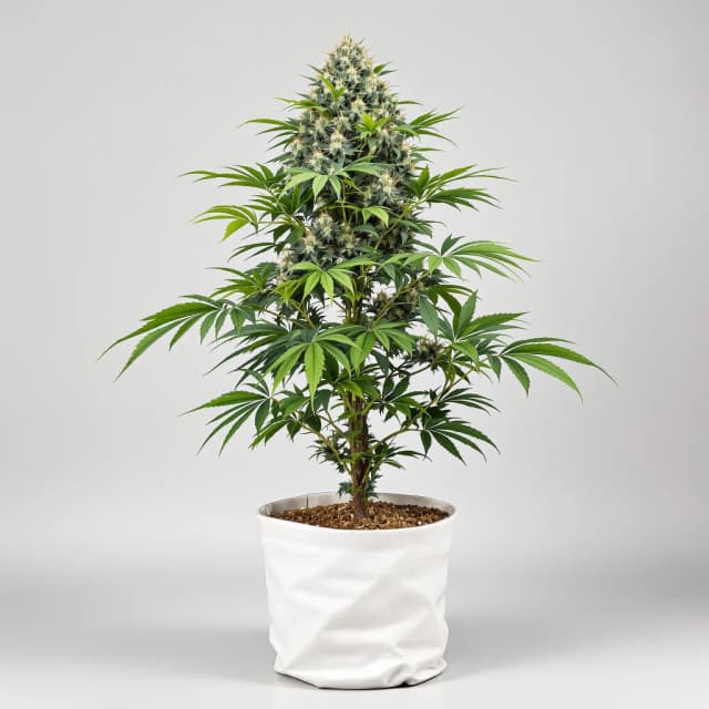 Emballage de graines de cannabis Oregon Diesel — Royal King Seeds France