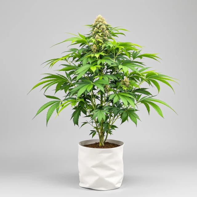 Emballage de graines de cannabis Ortega — Royal King Seeds France