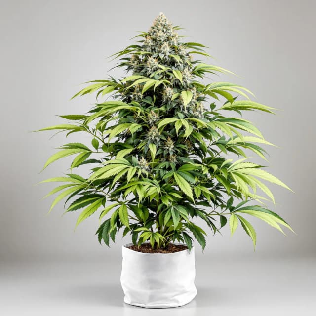 Emballage de graines de cannabis Overlord OG — Royal King Seeds France