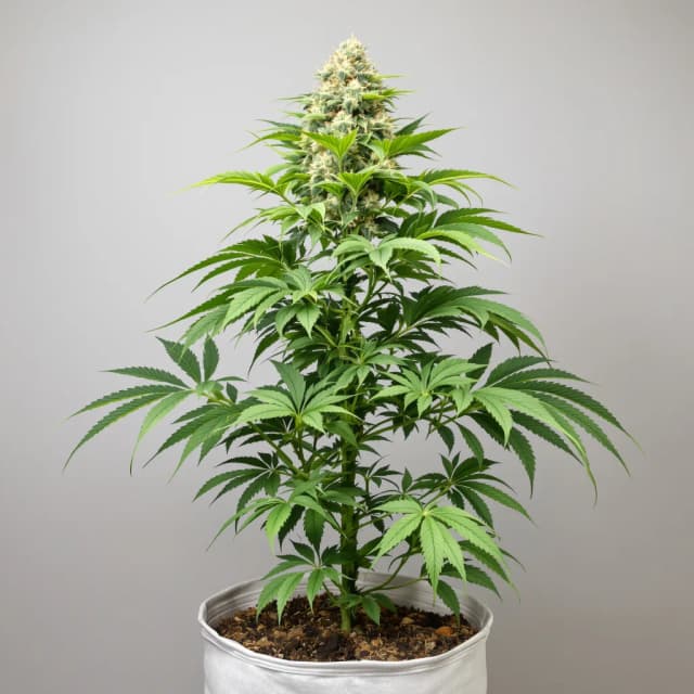 Emballage de graines de cannabis P-51 — Royal King Seeds France