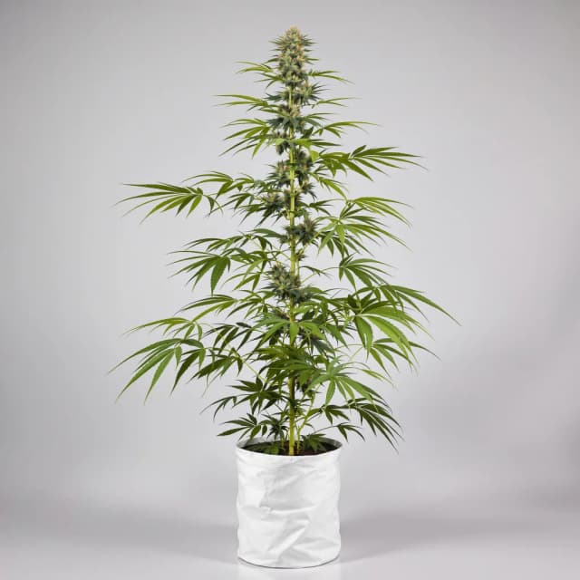 Emballage de graines de cannabis Panama Red — Royal King Seeds France