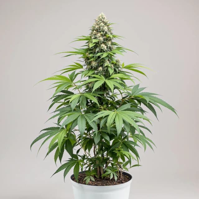 Emballage de graines de cannabis Papa's OG — Royal King Seeds France