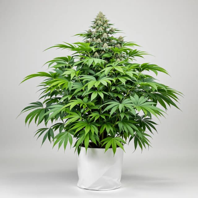 Emballage de graines de cannabis Papaya Cookies — Royal King Seeds France