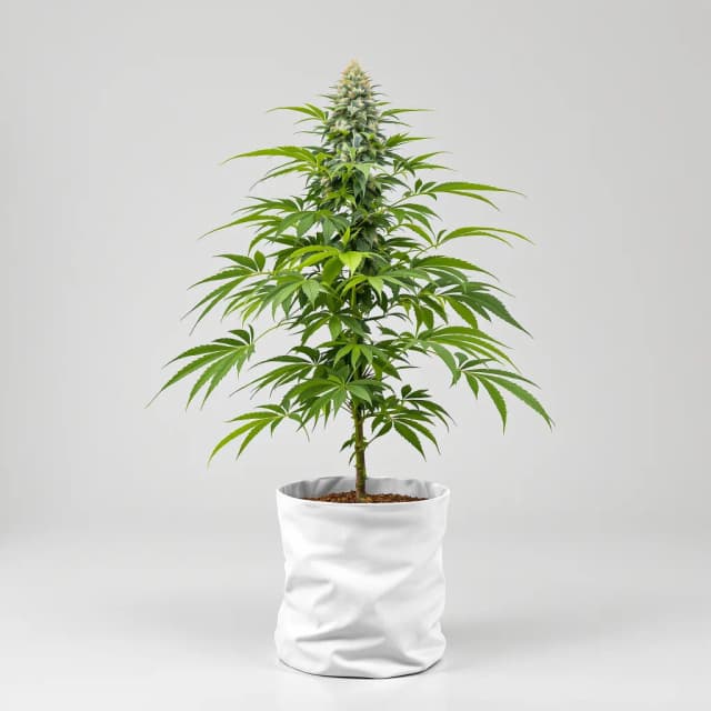 Emballage de graines de cannabis Peanut Butter Breath — Royal King Seeds France
