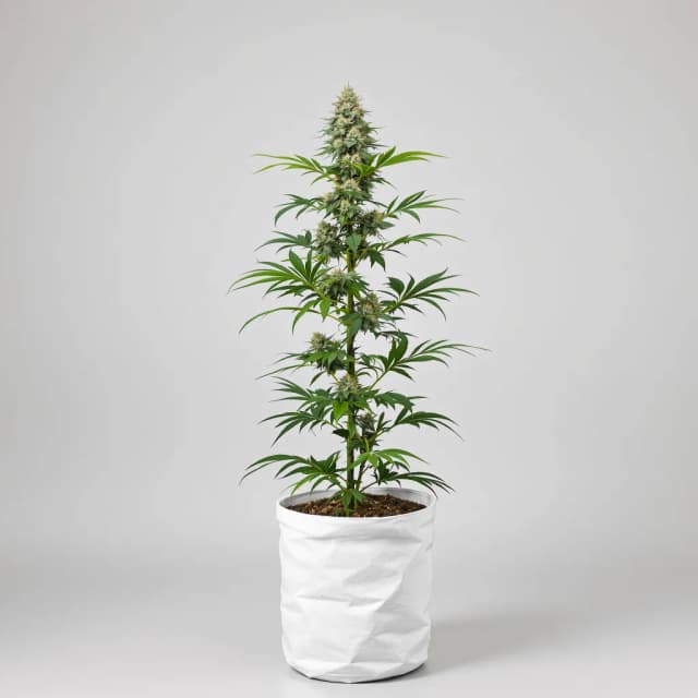 Emballage de graines de cannabis Peanut Butter Gelato — Royal King Seeds France