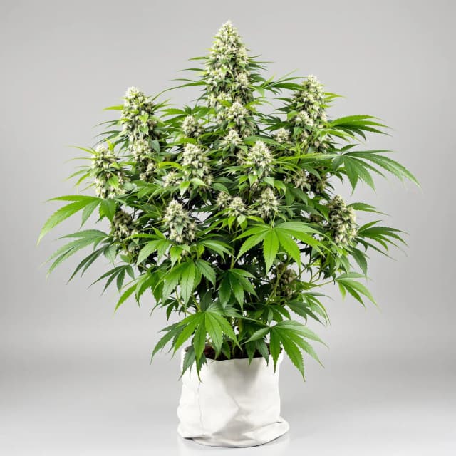 Emballage de graines de cannabis Pennywise CBD — Royal King Seeds France