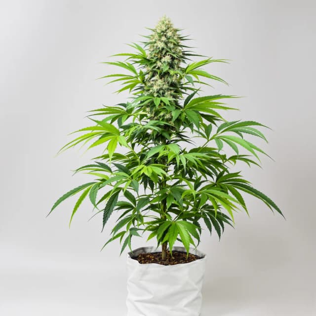 Emballage de graines de cannabis Peyote Gorilla — Royal King Seeds France