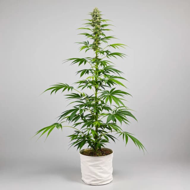 Emballage de graines de cannabis Pine — Royal King Seeds France