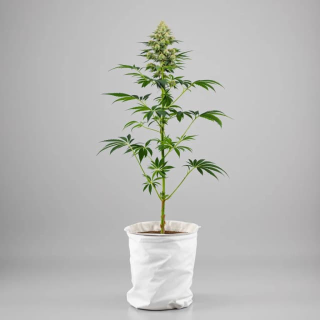 Emballage de graines de cannabis Pineapple — Royal King Seeds France