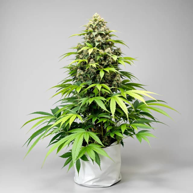 Emballage de graines de cannabis Pineapple Chunk — Royal King Seeds France