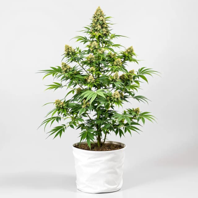 Emballage de graines de cannabis Pineapple Diesel — Royal King Seeds France