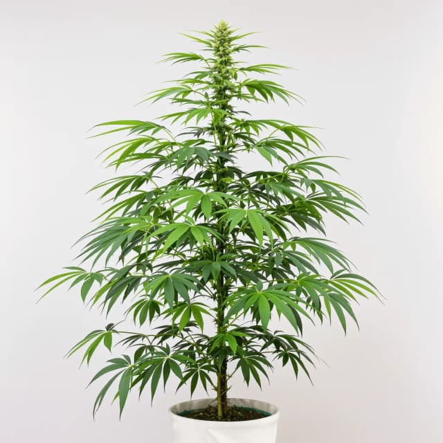 Emballage de graines de cannabis Pineapple Haze — Royal King Seeds France