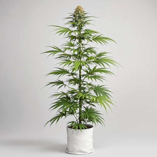 Emballage de graines de cannabis Pineapple Thai — Royal King Seeds France