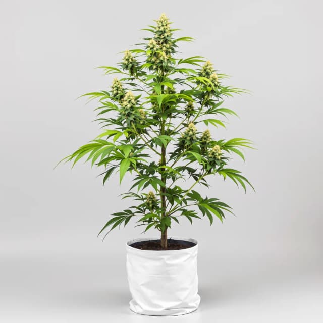Emballage de graines de cannabis Pink Mango — Royal King Seeds France