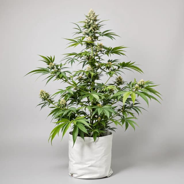 Emballage de graines de cannabis Pink Runtz — Royal King Seeds France