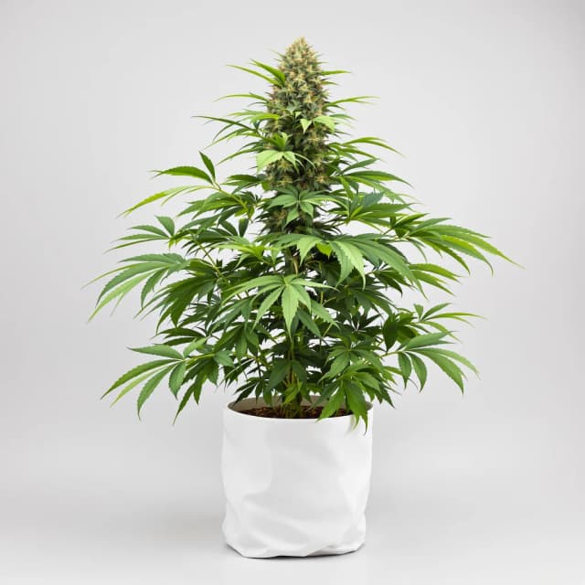 Emballage de graines de cannabis Pinkman Goo — Royal King Seeds France