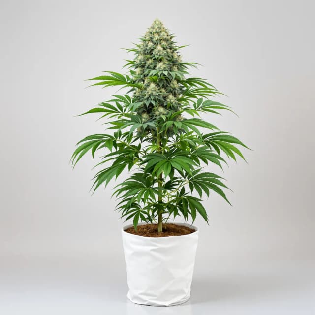 Emballage de graines de cannabis Pitbull Pit — Royal King Seeds France