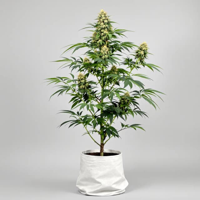Emballage de graines de cannabis Platinum GSC — Royal King Seeds France